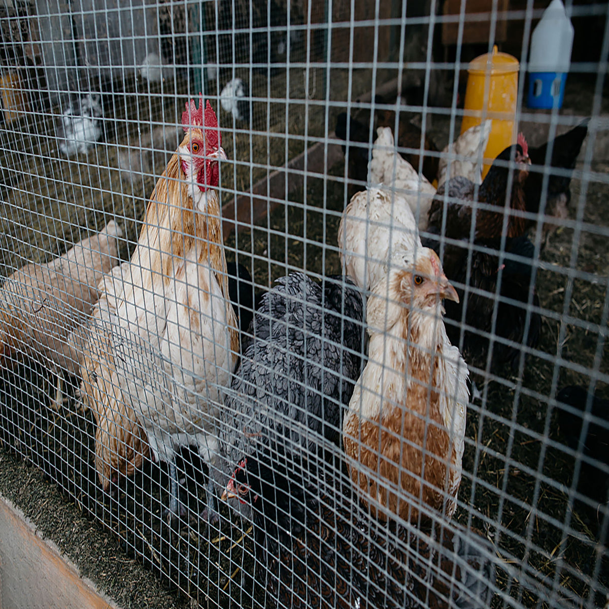 Galvanized Hardware Cloth, Metal Wire Fencing Roll For Garden And Animal Protection - Silver
